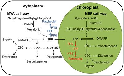 High-Level Patchoulol Biosynthesis in Artemisia annua L.